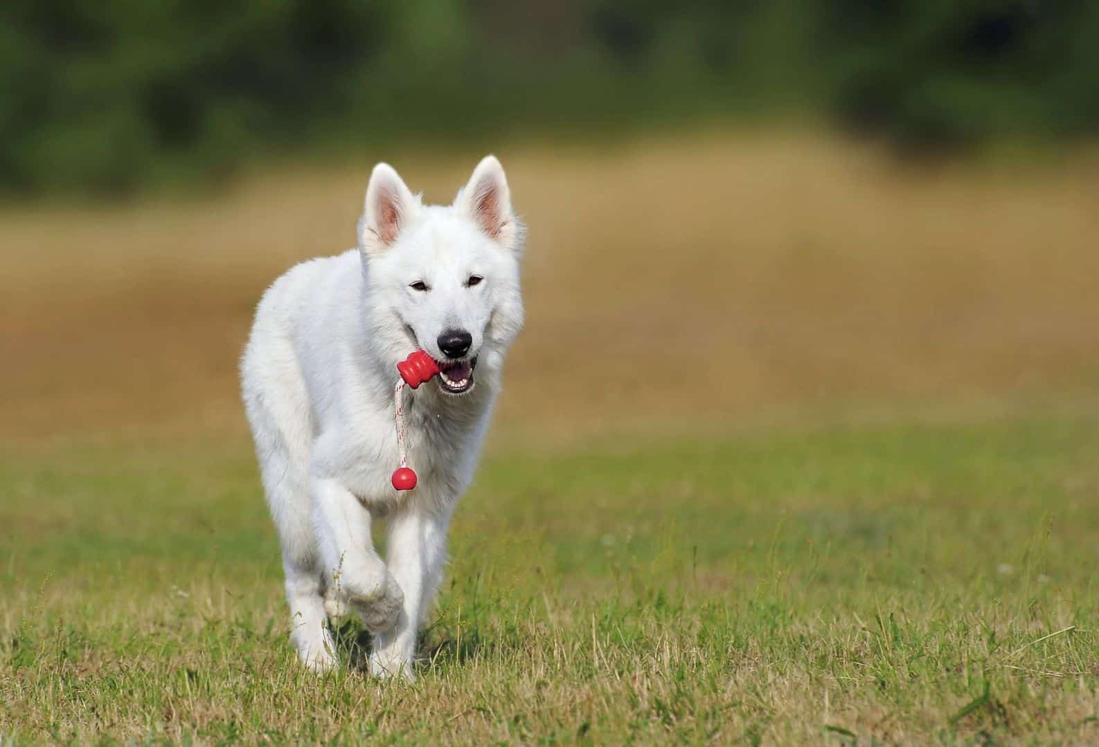 Che cosa è la Pet-Therapy