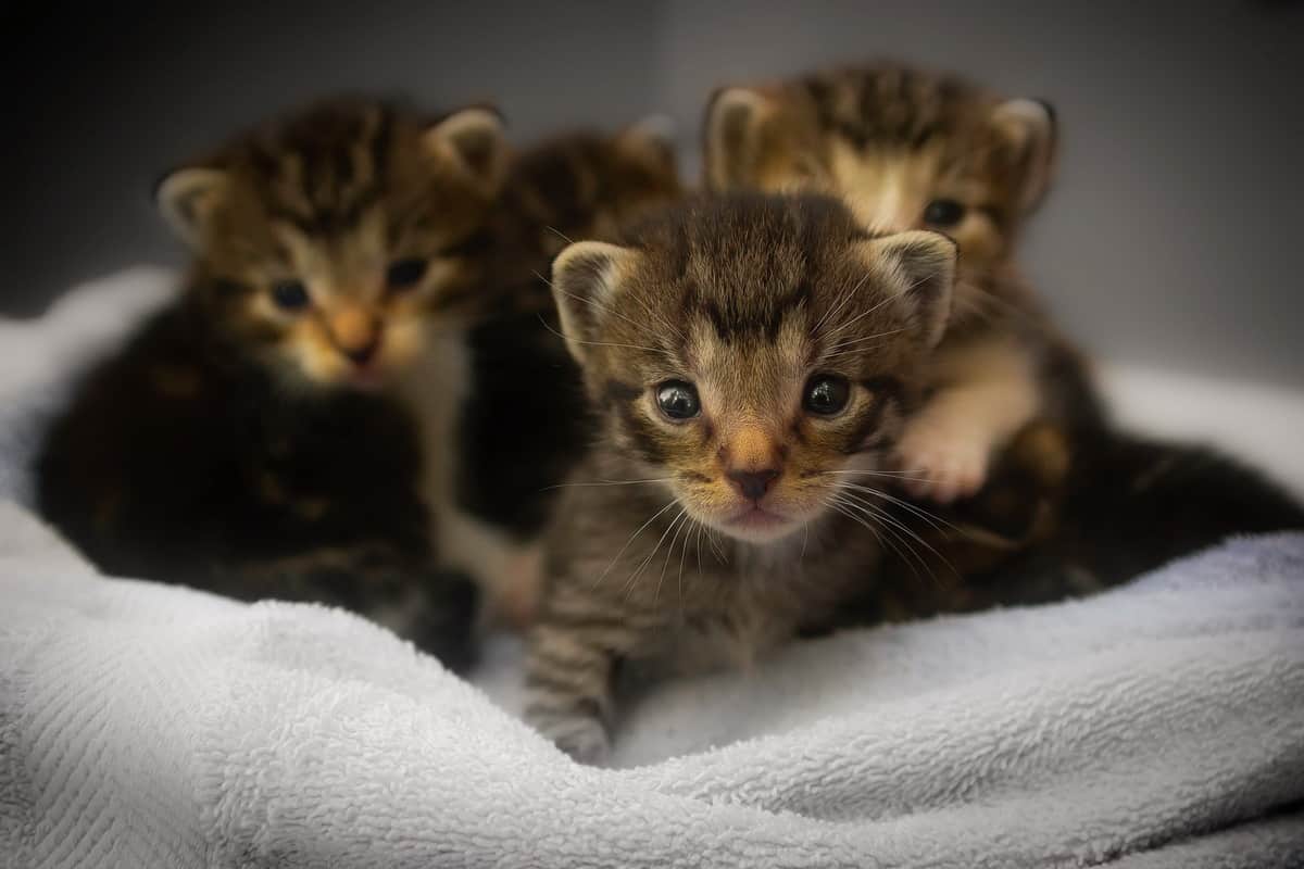 Durata media della vita dei gatti: i fattori che incidono sulla longetivà