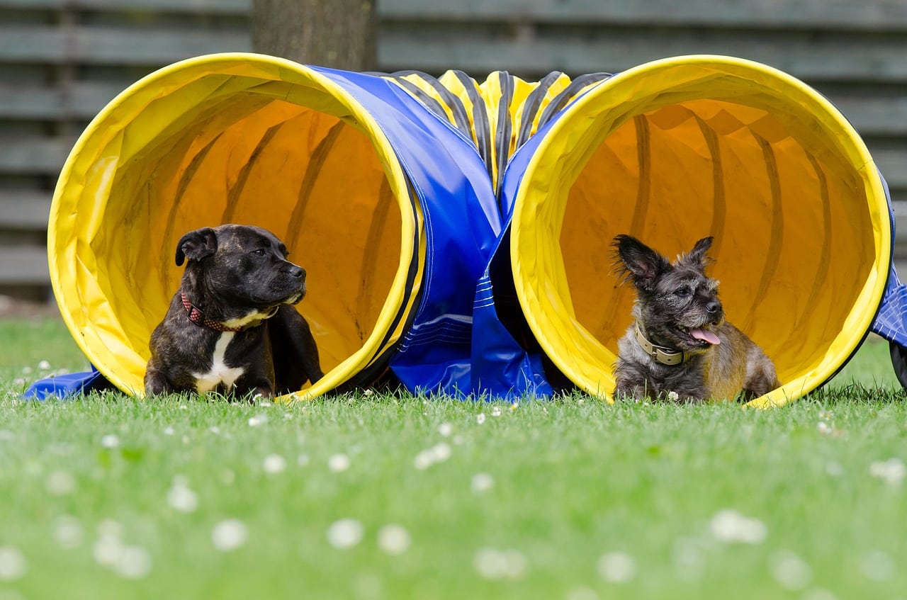 Dog agility: come fare sport con il proprio cane divertendosi